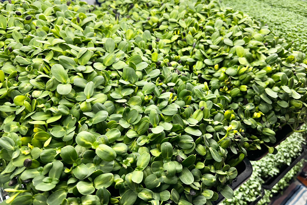 Microgreens